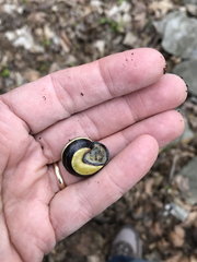 Cepaea nemoralis