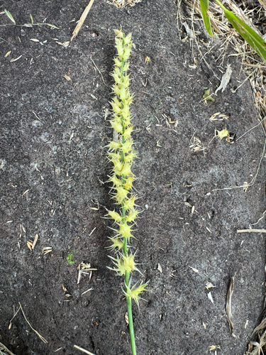 Cenchrus echinatus, photograph 5