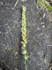 Cenchrus echinatus, photograph (c) Naji Love, some rights reserved (CC BY)