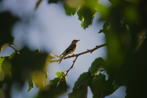 Spotted Flycatcher
