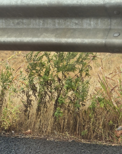 common ragweed