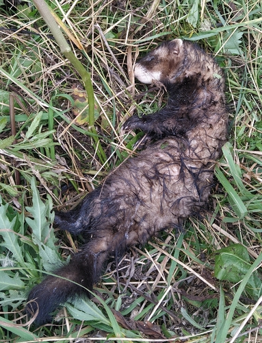 Western Polecat