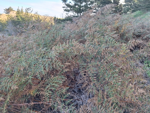 Austral Bracken