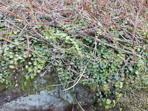 Necklace Fern