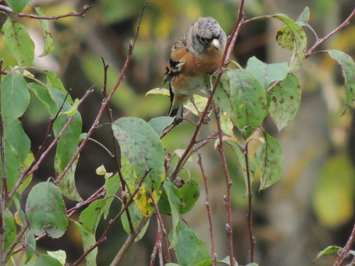 Brambling