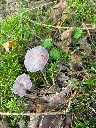 Amethyst Deceiver