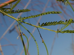 Sesbania bispinosa var. bispinosa image