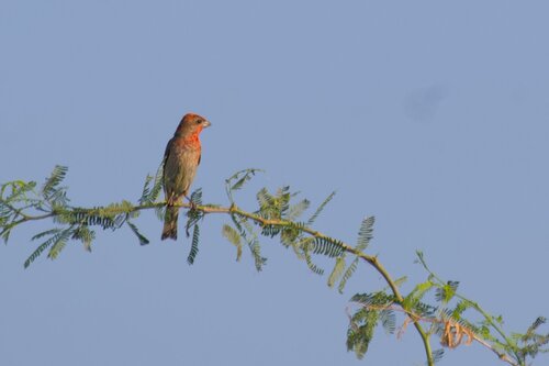 Common Rosefinch
