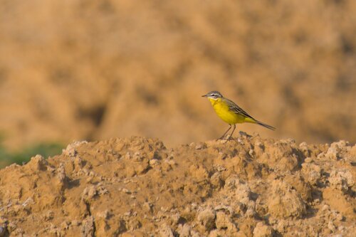 Western Yellow Wagtail