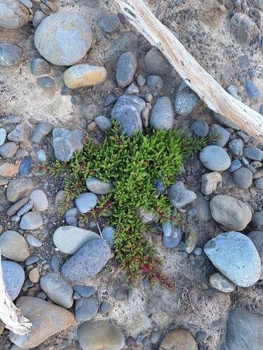 New Zealand Ice Plant