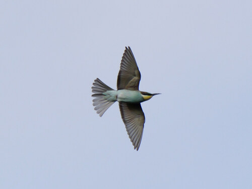 European Bee-eater