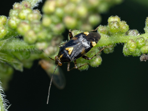 Three Spotted Nettle Bug