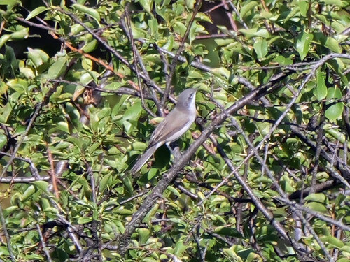 Lesser Whitethroat