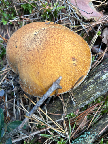 Velvet Bolete