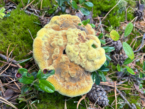 European Dyer's Polypore