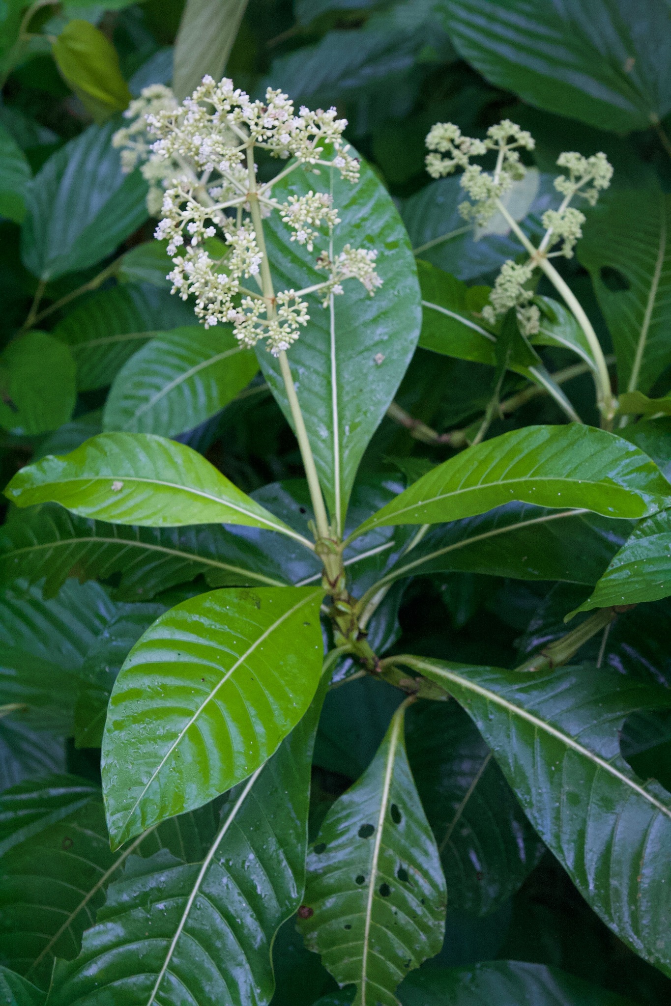 Psychotria grandis