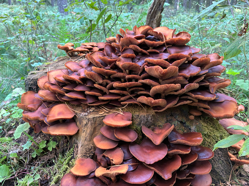 Sheathed Woodtuft