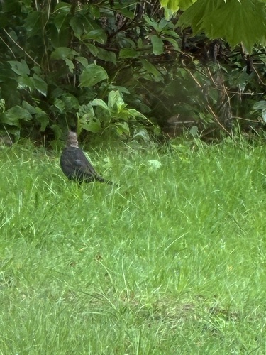 Eurasian Blackbird