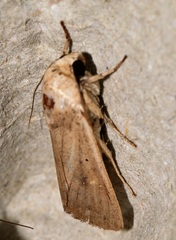Floccifera erigida