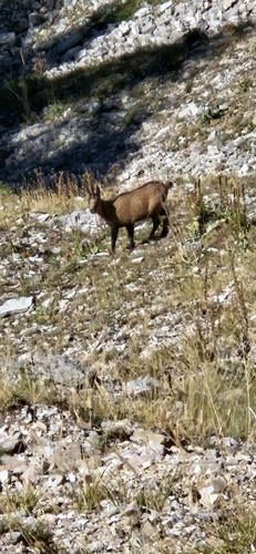 Apennine Chamois