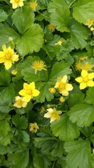 Waldsteinia