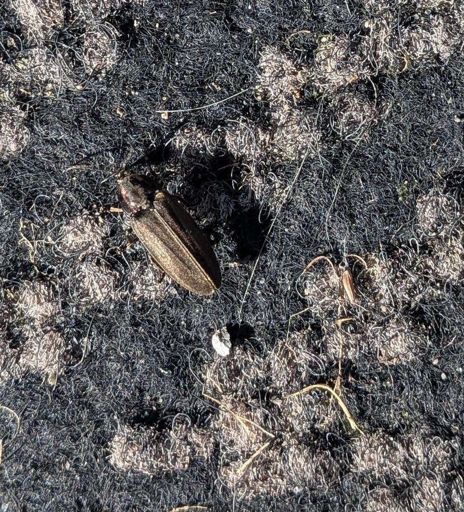 Winter Firefly