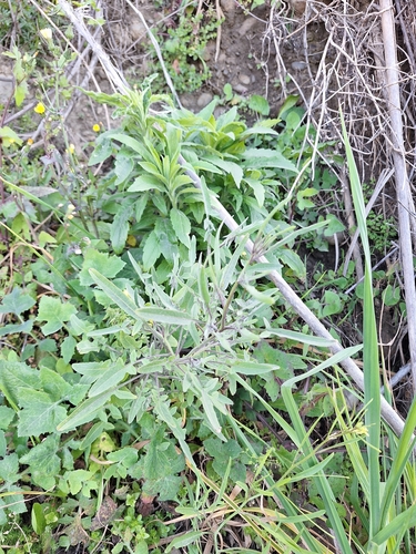 eastern rocket