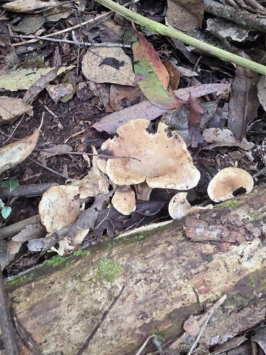Pleurotus tuber-regium observed 2026-09-13