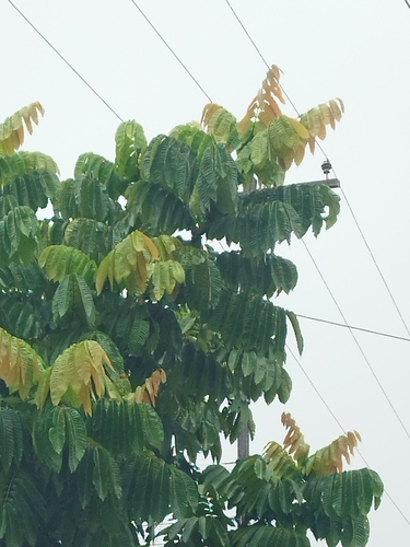 Pometia pinnata observed 2026-09-12
