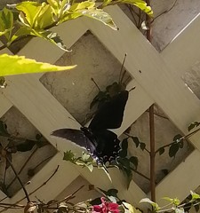 Mimoides thymbraeus aconophos