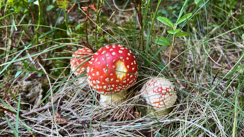 Fly Agaric