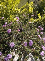 Mimoides thymbraeus aconophos