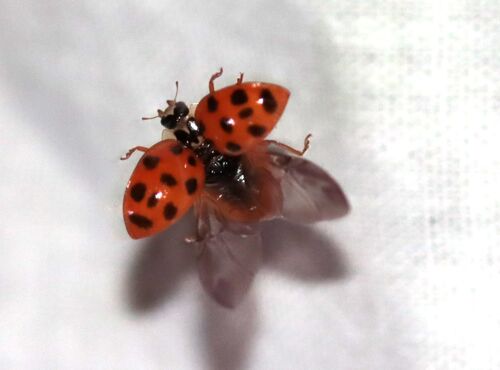 Asian Lady Beetle