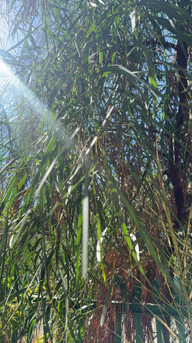 golden wreath wattle