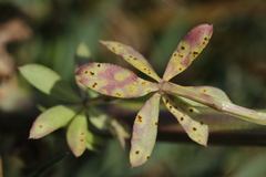 Puccinia punctata