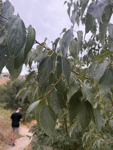 Nettle tree