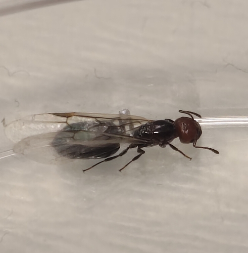 Mediterranean Acrobat Ant