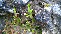 Selaginella helvetica