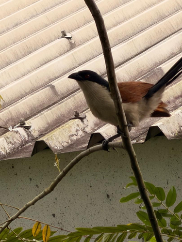 Senegal Coucal