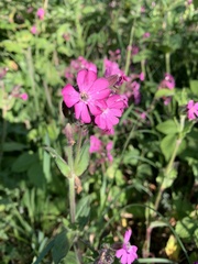 Silene dioica