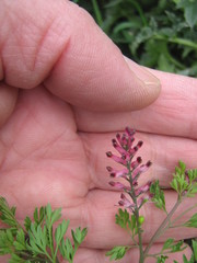 Fumaria schleicheri