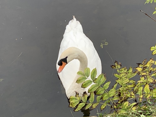 Mute Swan
