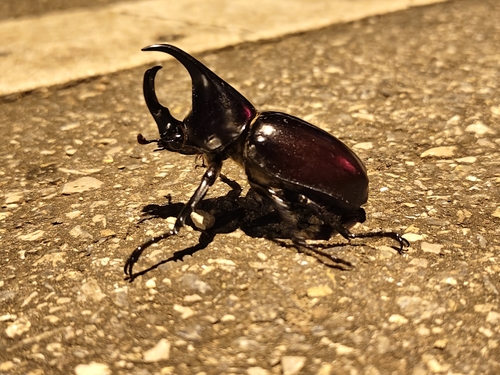 Siamese Rhinoceros Beetle