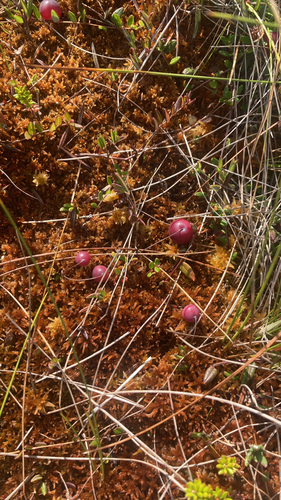 bog cranberry