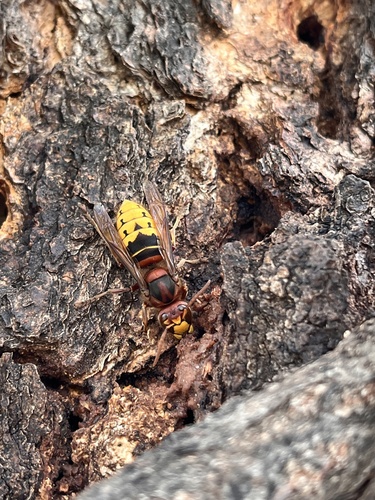 European Hornet