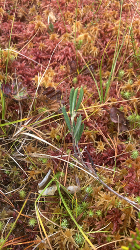 Wild Rosemary