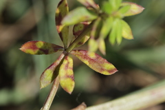 Puccinia punctata