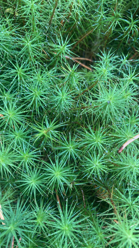 Common Haircap Moss