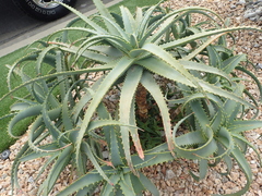 Aloe vera
