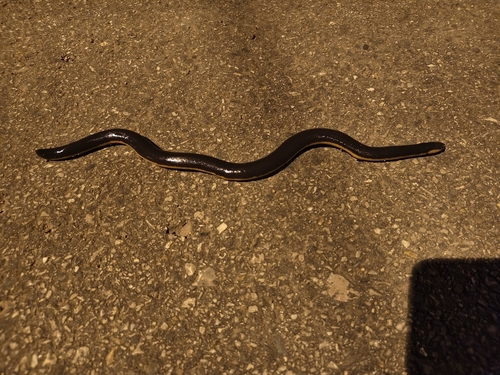 Koh Tao Caecilian